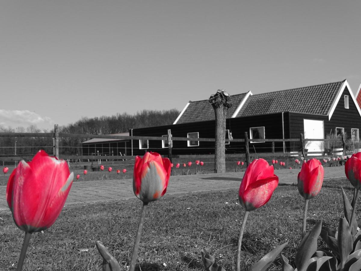 De Tulp Bed and Breakfast Noordgouwe Eksteriør billede